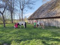 Hamkenshof - Grasende Ponys