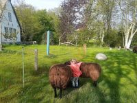 Hamkenshof - zwei Schafe