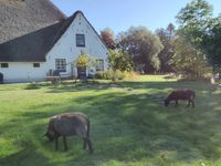 Hamkenshof - grasende Schafe