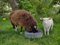 Hamkenshof - zwei Schafe
